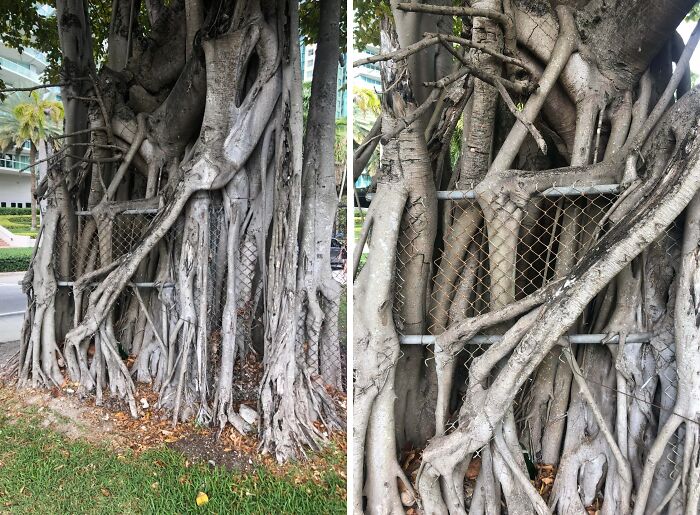77 Unsettling Yet Fascinating Pictures Of Trees Eating Things People Left Behind