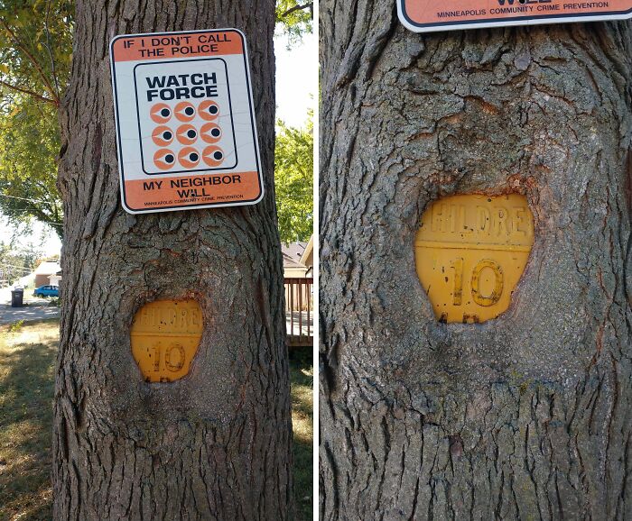 77 Unsettling Yet Fascinating Pictures Of Trees Eating Things People Left Behind