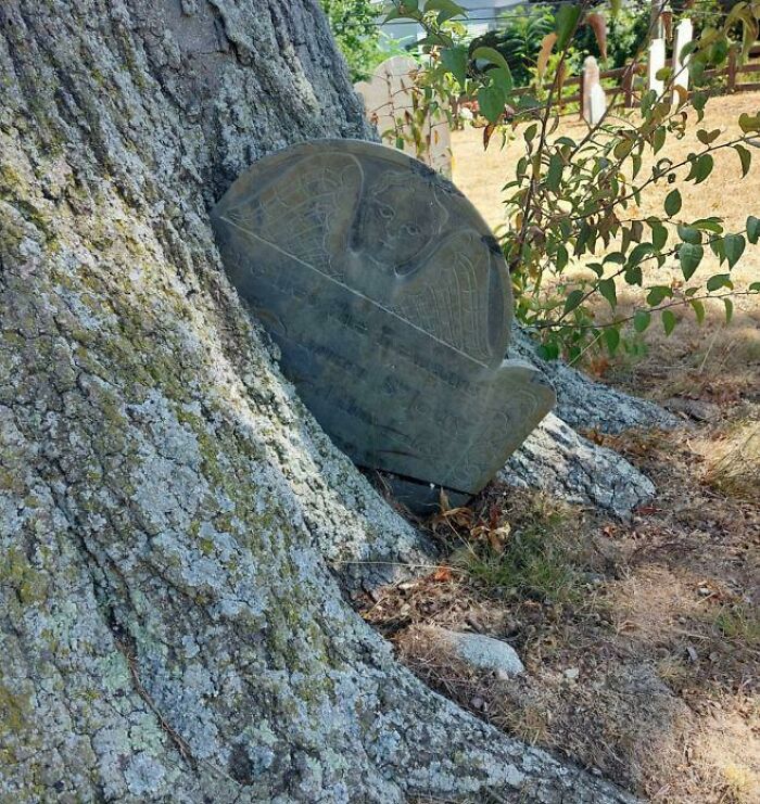 77 Unsettling Yet Fascinating Pictures Of Trees Eating Things People Left Behind