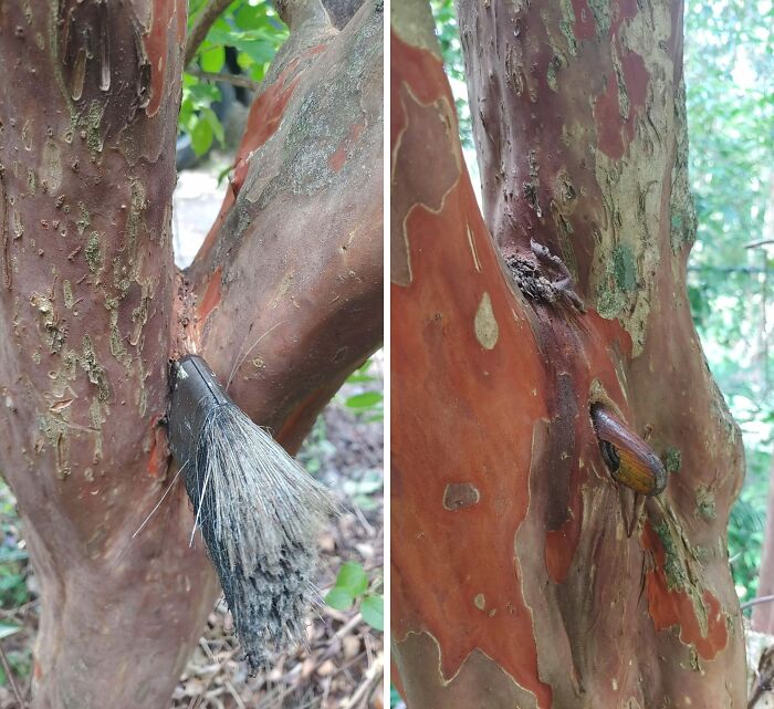 77 Unsettling Yet Fascinating Pictures Of Trees Eating Things People Left Behind