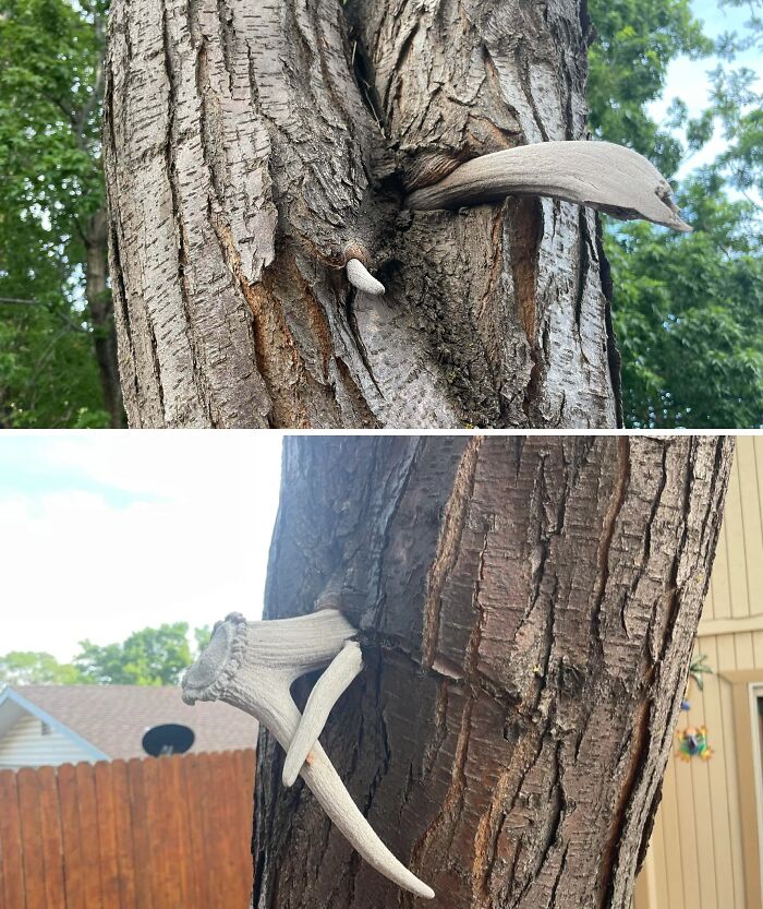 77 Unsettling Yet Fascinating Pictures Of Trees Eating Things People Left Behind