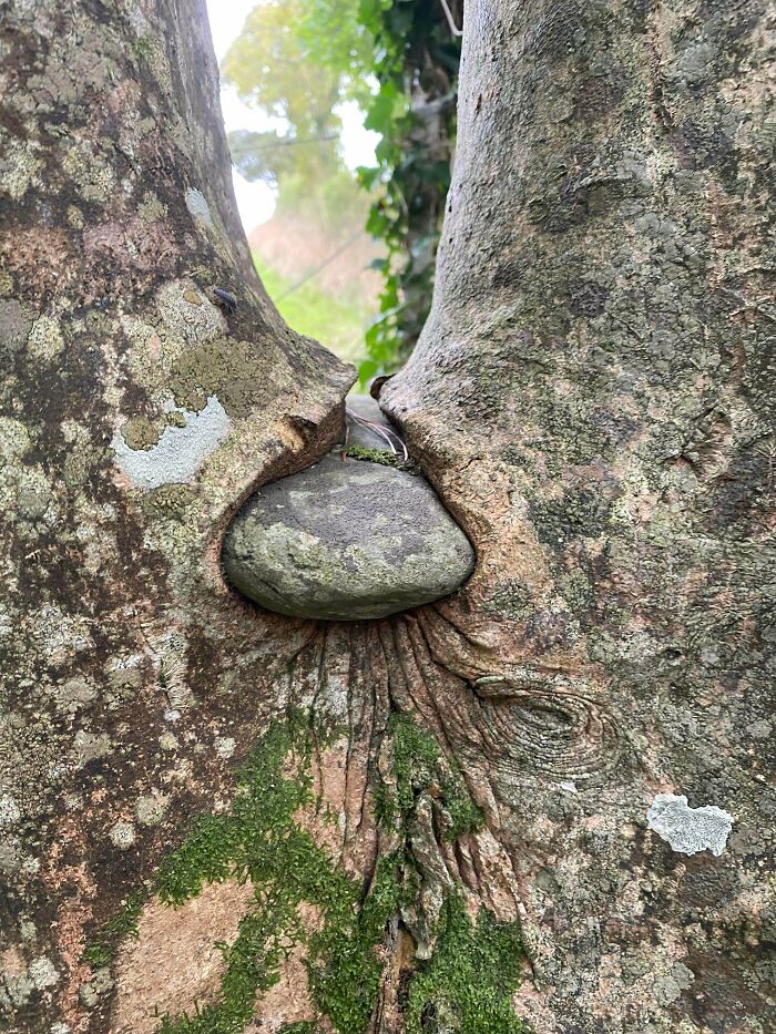 77 Unsettling Yet Fascinating Pictures Of Trees Eating Things People Left Behind