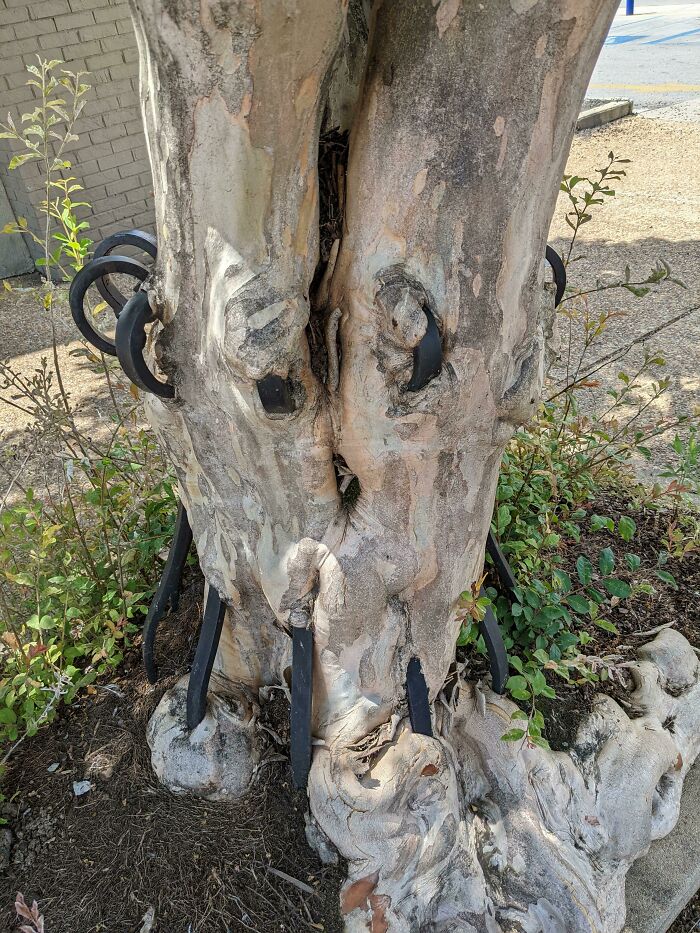 77 Unsettling Yet Fascinating Pictures Of Trees Eating Things People Left Behind