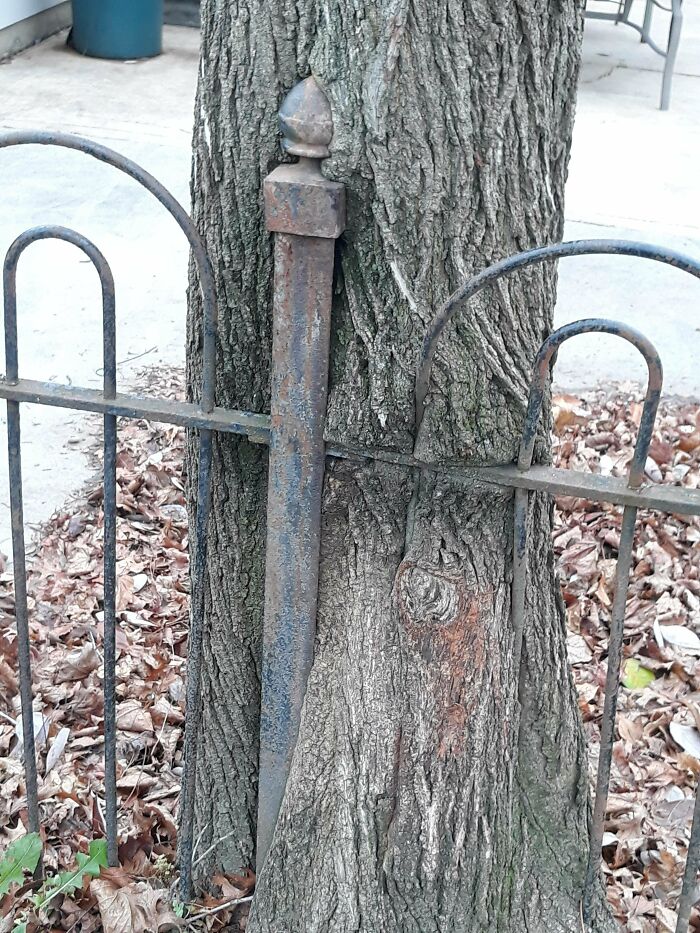 77 Unsettling Yet Fascinating Pictures Of Trees Eating Things People Left Behind