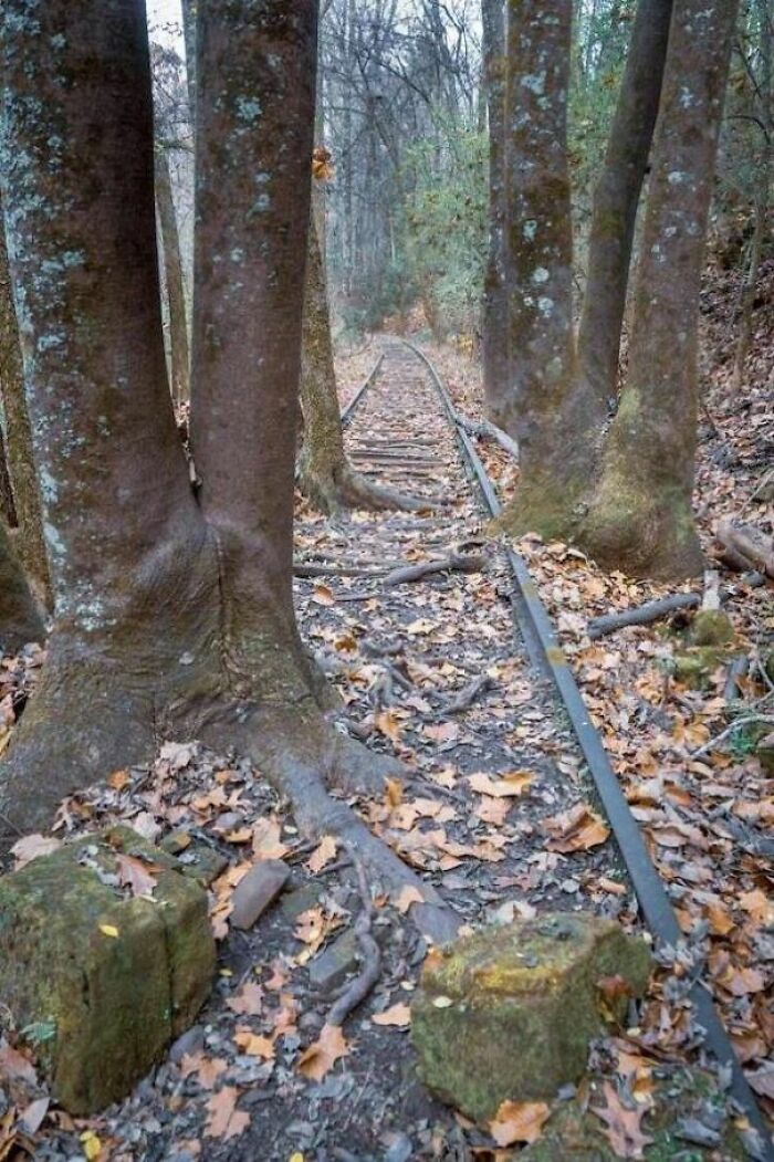 77 Unsettling Yet Fascinating Pictures Of Trees Eating Things People Left Behind