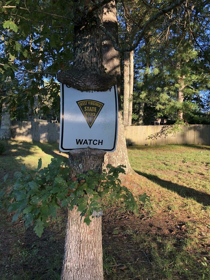 77 Unsettling Yet Fascinating Pictures Of Trees Eating Things People Left Behind