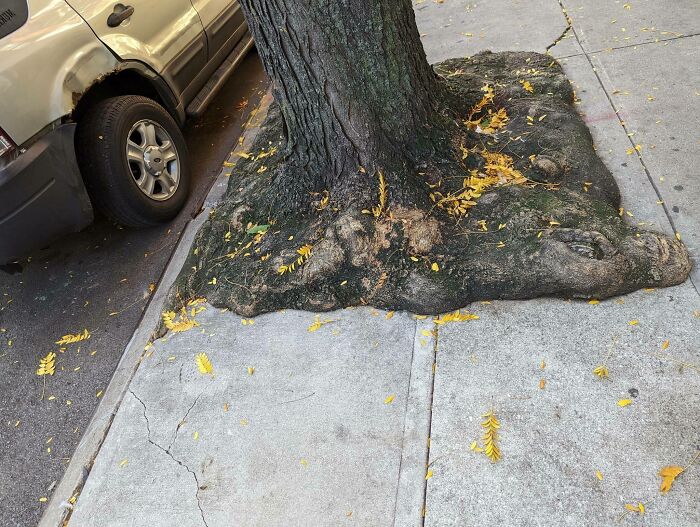 77 Unsettling Yet Fascinating Pictures Of Trees Eating Things People Left Behind