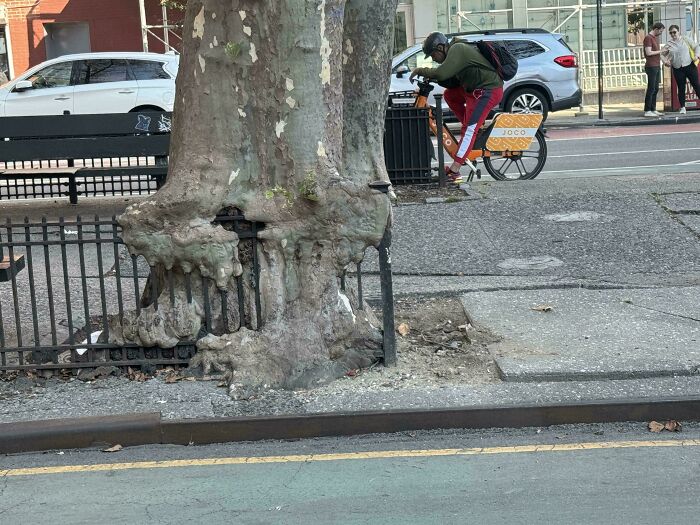 77 Unsettling Yet Fascinating Pictures Of Trees Eating Things People Left Behind