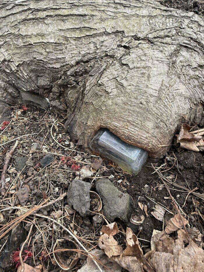 77 Unsettling Yet Fascinating Pictures Of Trees Eating Things People Left Behind