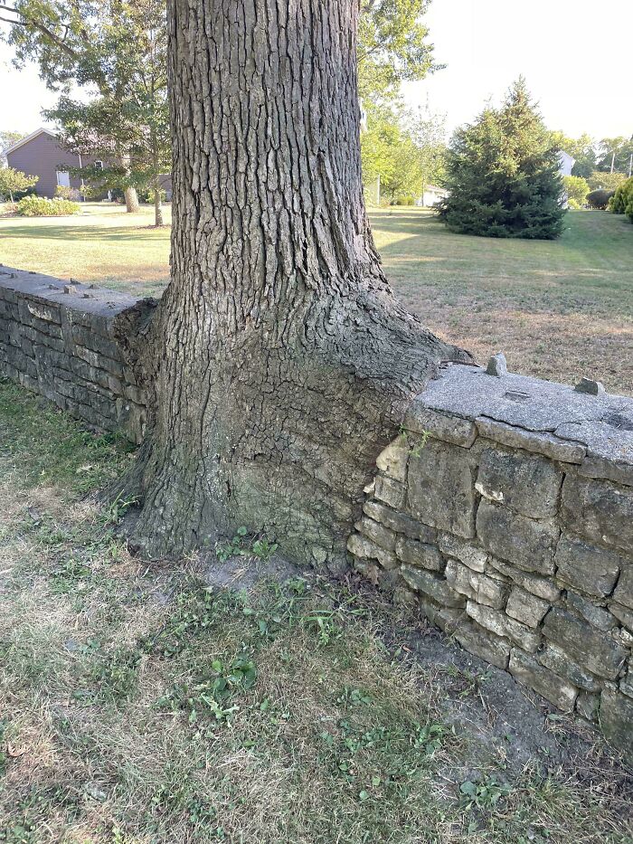77 Unsettling Yet Fascinating Pictures Of Trees Eating Things People Left Behind