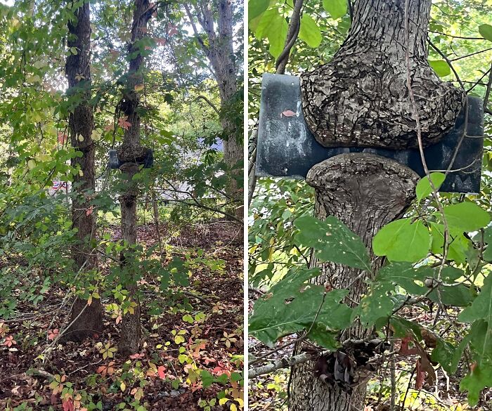 77 Unsettling Yet Fascinating Pictures Of Trees Eating Things People Left Behind