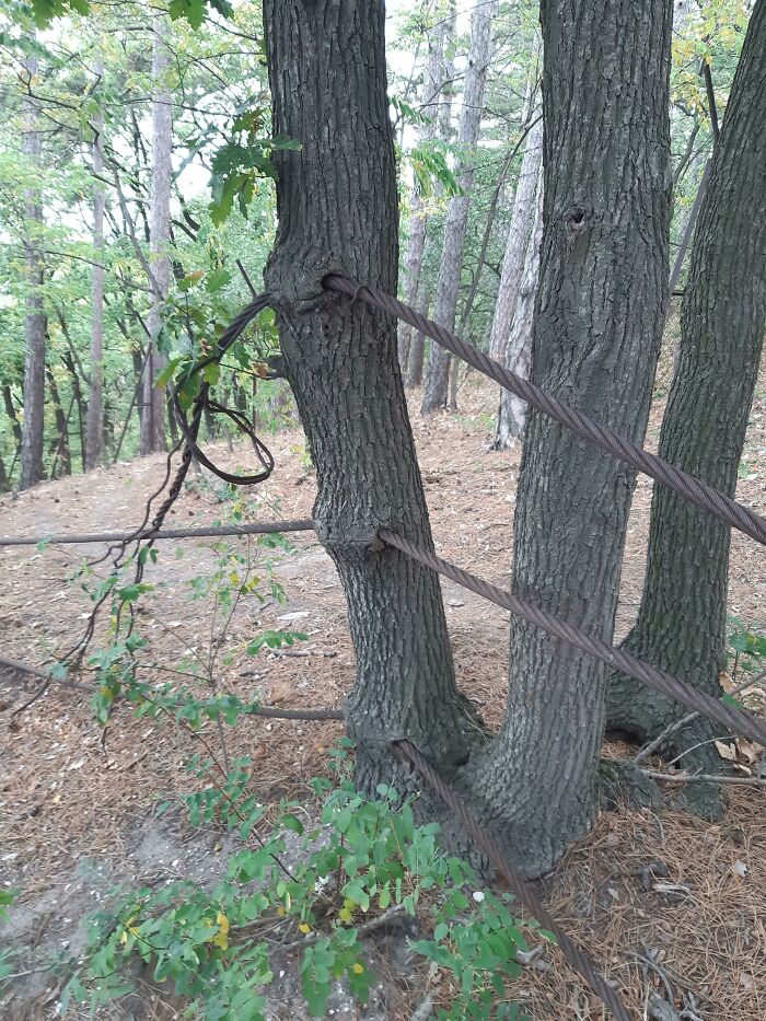 77 Unsettling Yet Fascinating Pictures Of Trees Eating Things People Left Behind