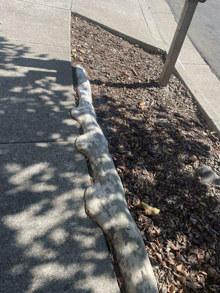 77 Unsettling Yet Fascinating Pictures Of Trees Eating Things People Left Behind