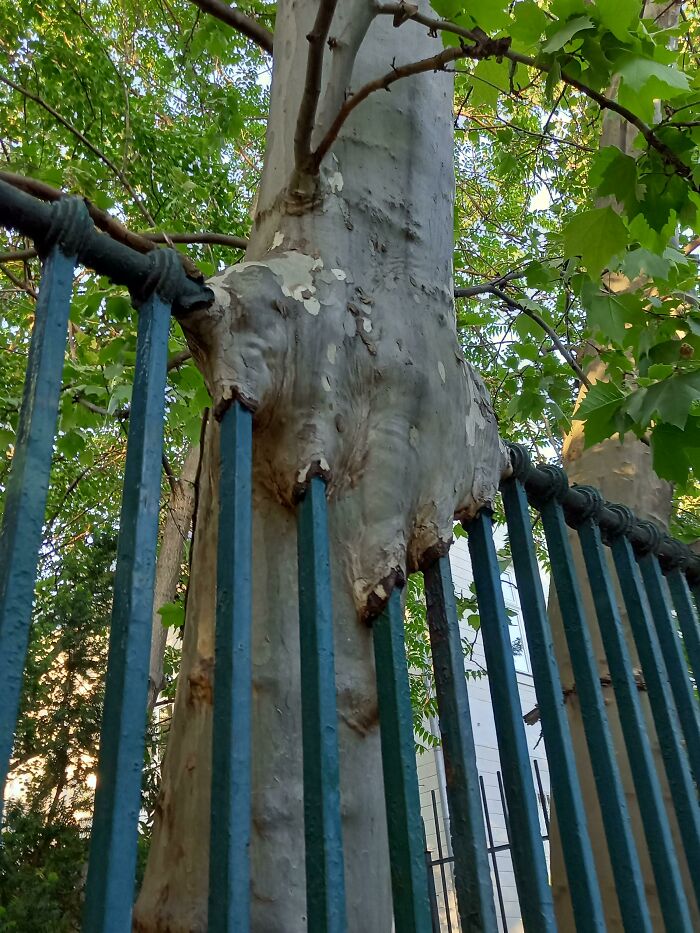 77 Unsettling Yet Fascinating Pictures Of Trees Eating Things People Left Behind