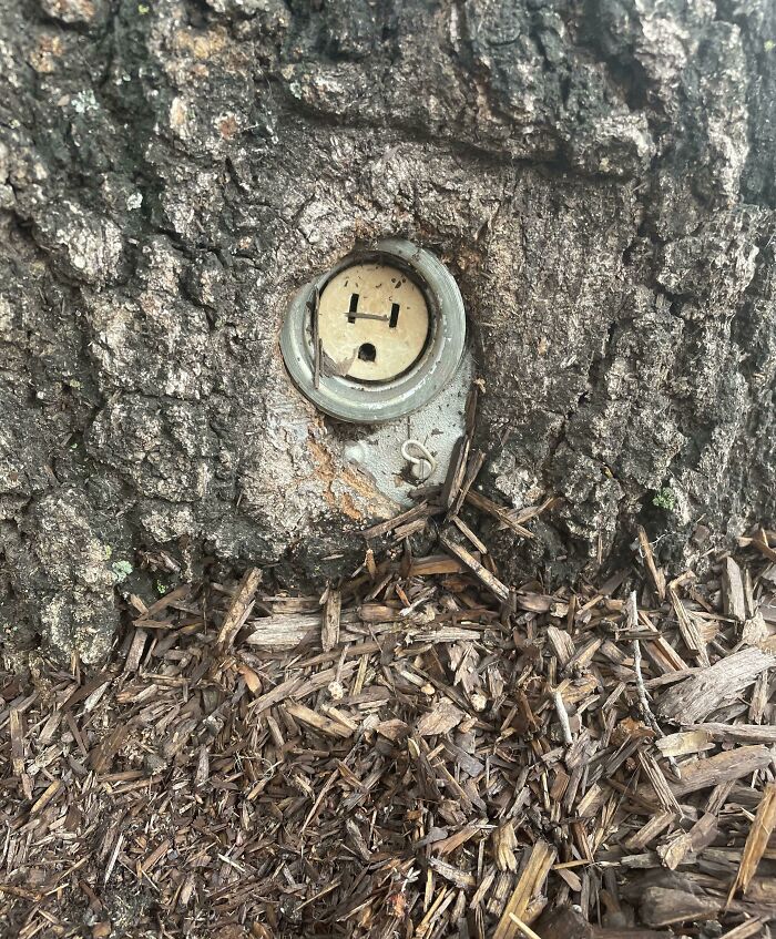 77 Unsettling Yet Fascinating Pictures Of Trees Eating Things People Left Behind