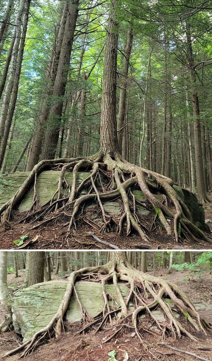 77 Unsettling Yet Fascinating Pictures Of Trees Eating Things People Left Behind