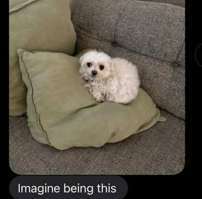 53 Bizarre Text Conversations That Prove You Never Know What’s Going On In People’s Phones 53 Bizarre Text Conversations That Prove You Never Know What’s Going On In People’s Phones