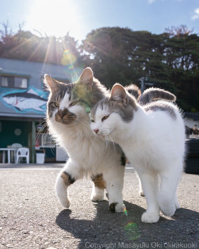 Masayuki Oki&rsquo;s 37 Latest Street Cat Photos Perfectly Capture The Chaos Of Feline Life