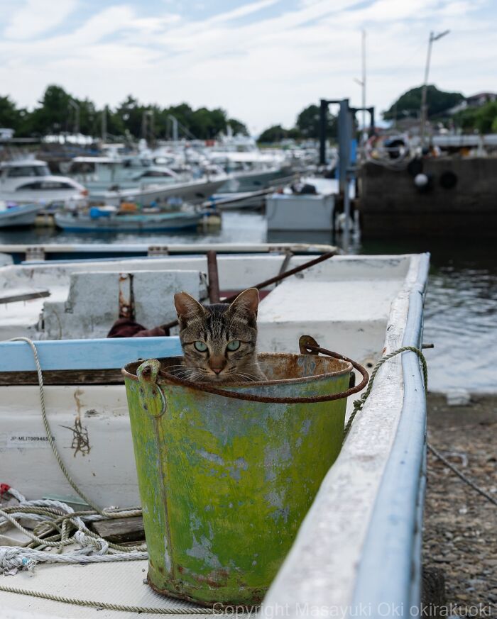 Masayuki Oki&rsquo;s 37 Latest Street Cat Photos Perfectly Capture The Chaos Of Feline Life