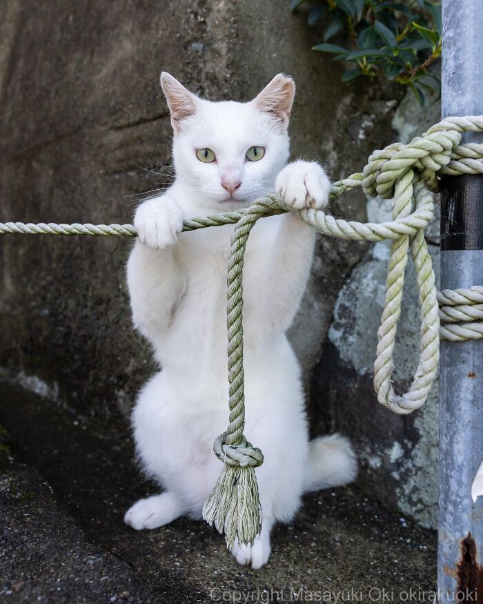 Masayuki Oki&rsquo;s 37 Latest Street Cat Photos Perfectly Capture The Chaos Of Feline Life