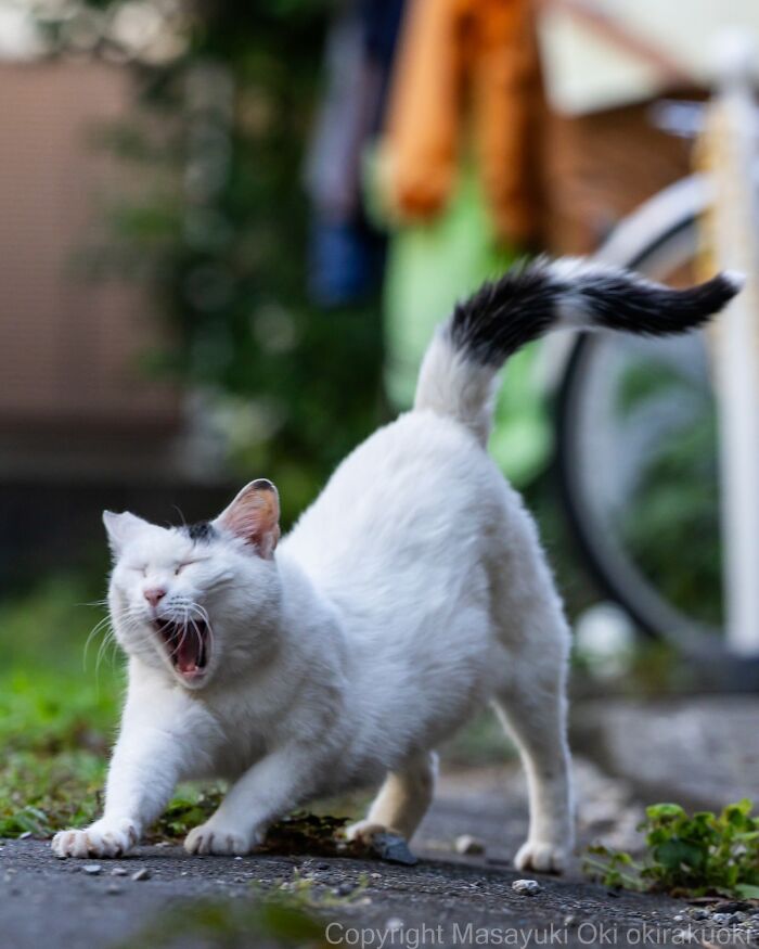 Masayuki Oki&rsquo;s 37 Latest Street Cat Photos Perfectly Capture The Chaos Of Feline Life