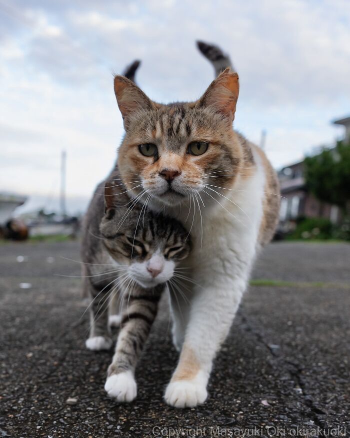 Masayuki Oki&rsquo;s 37 Latest Street Cat Photos Perfectly Capture The Chaos Of Feline Life