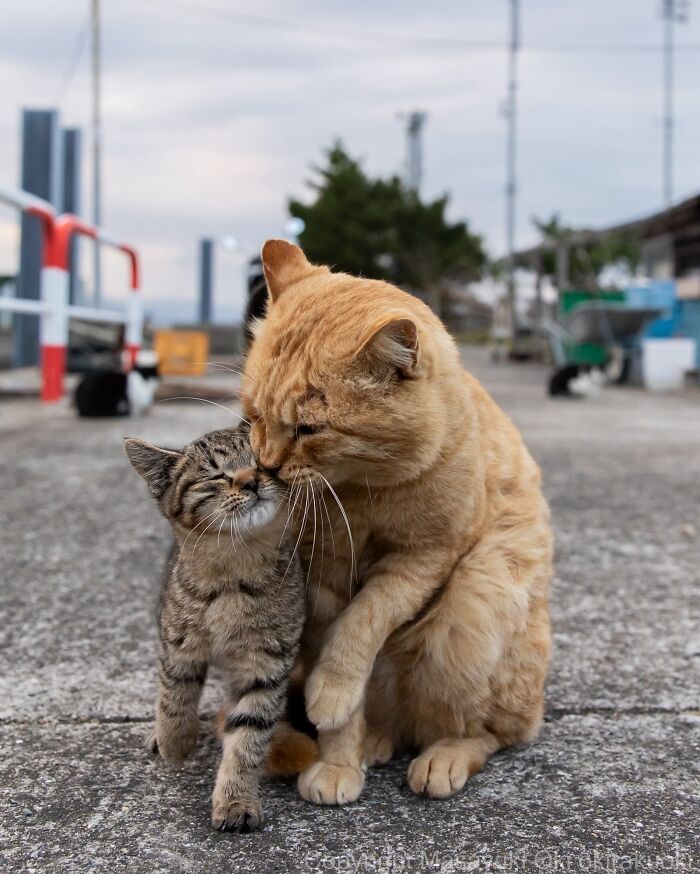 Masayuki Oki&rsquo;s 37 Latest Street Cat Photos Perfectly Capture The Chaos Of Feline Life