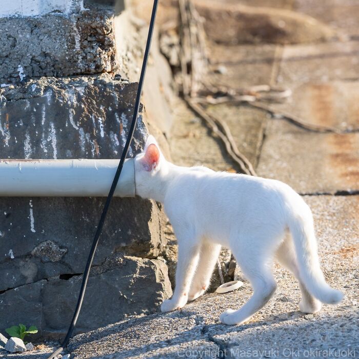 Masayuki Oki&rsquo;s 37 Latest Street Cat Photos Perfectly Capture The Chaos Of Feline Life