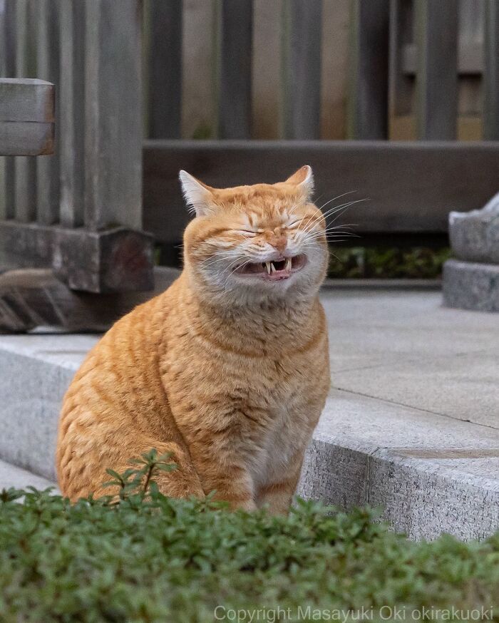 Masayuki Oki&rsquo;s 37 Latest Street Cat Photos Perfectly Capture The Chaos Of Feline Life