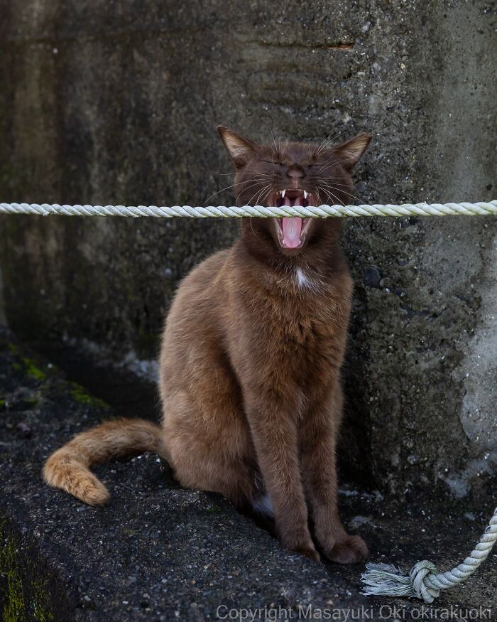 Masayuki Oki&rsquo;s 37 Latest Street Cat Photos Perfectly Capture The Chaos Of Feline Life