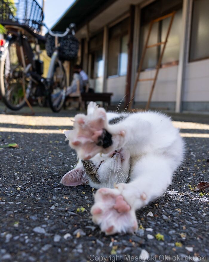 Masayuki Oki&rsquo;s 37 Latest Street Cat Photos Perfectly Capture The Chaos Of Feline Life