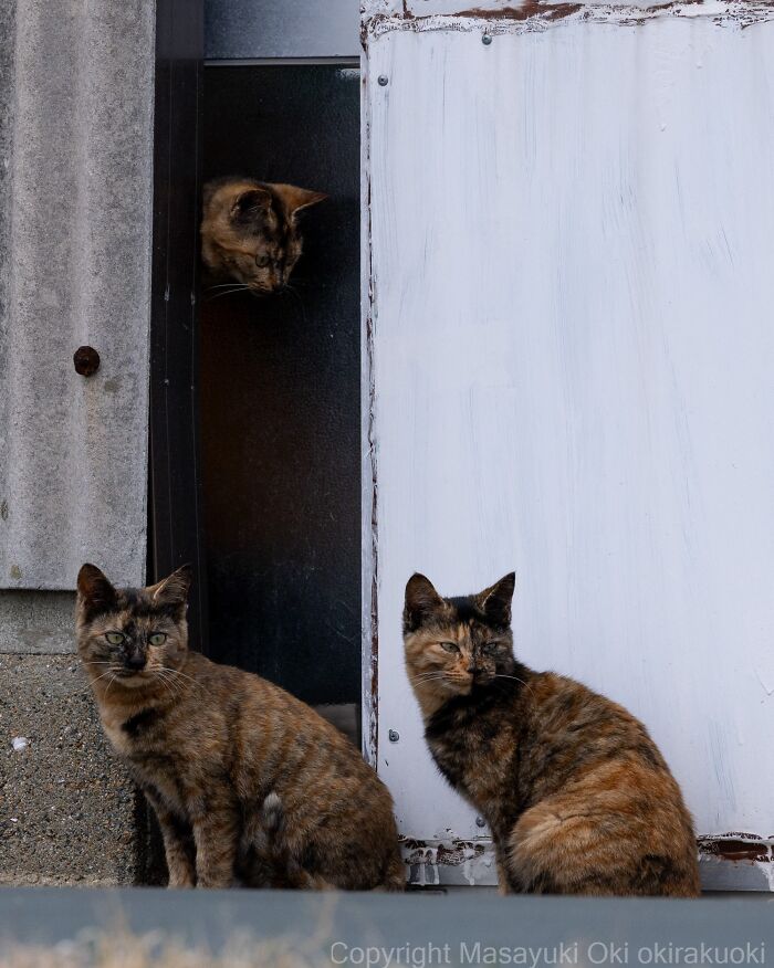 Masayuki Oki&rsquo;s 37 Latest Street Cat Photos Perfectly Capture The Chaos Of Feline Life