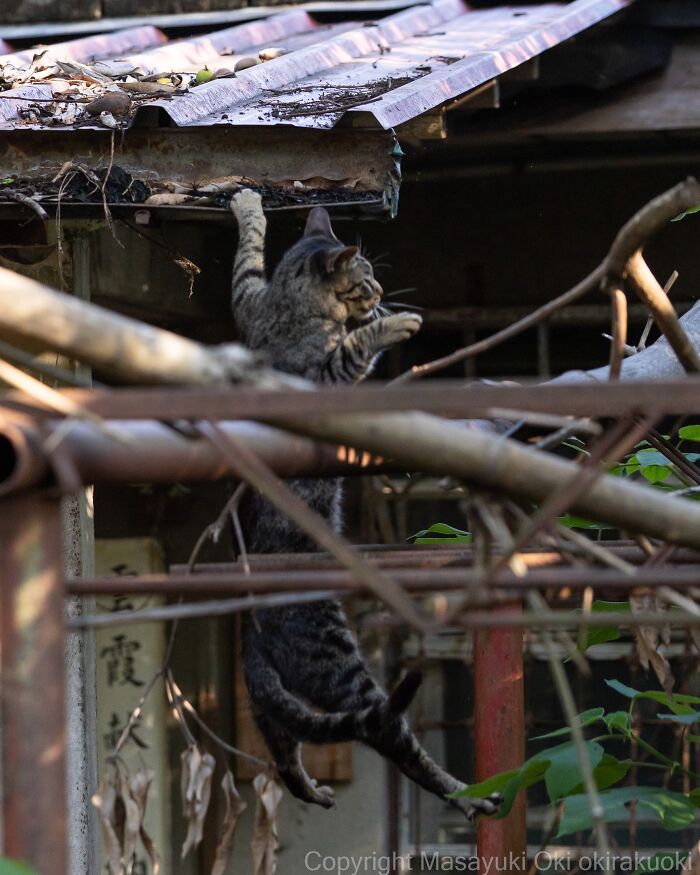 Masayuki Oki&rsquo;s 37 Latest Street Cat Photos Perfectly Capture The Chaos Of Feline Life