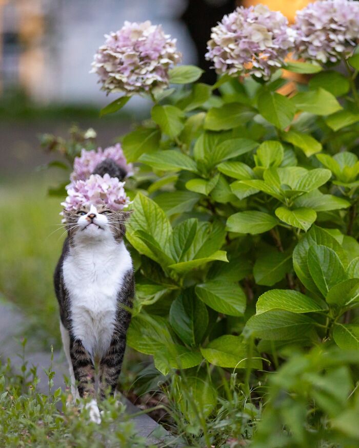 Masayuki Oki&rsquo;s 37 Latest Street Cat Photos Perfectly Capture The Chaos Of Feline Life