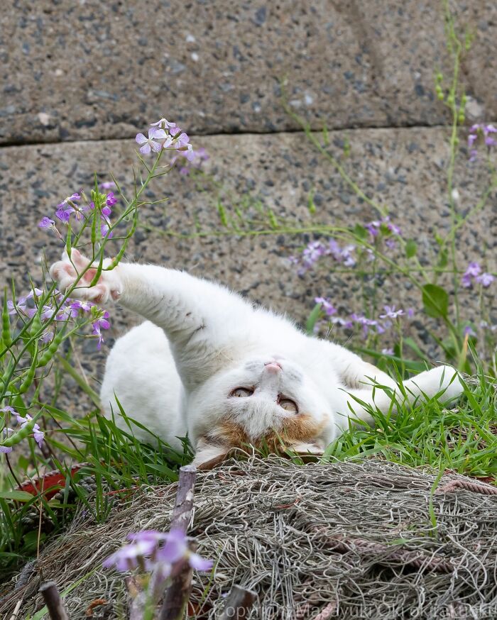Masayuki Oki&rsquo;s 37 Latest Street Cat Photos Perfectly Capture The Chaos Of Feline Life