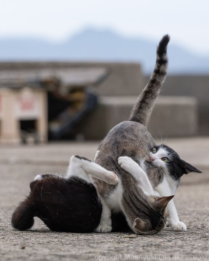 Masayuki Oki&rsquo;s 37 Latest Street Cat Photos Perfectly Capture The Chaos Of Feline Life
