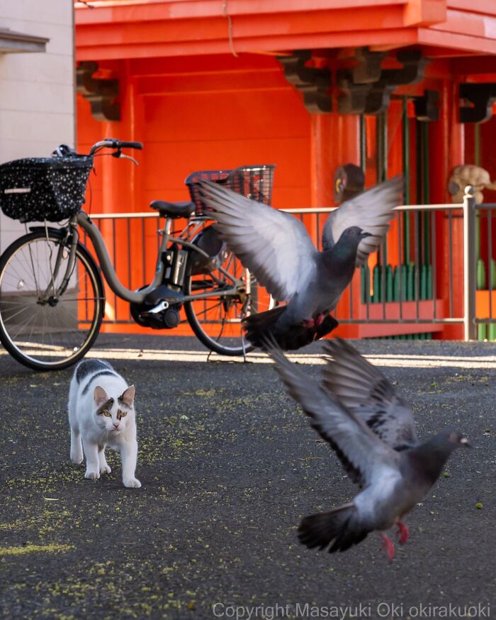 Masayuki Oki&rsquo;s 37 Latest Street Cat Photos Perfectly Capture The Chaos Of Feline Life