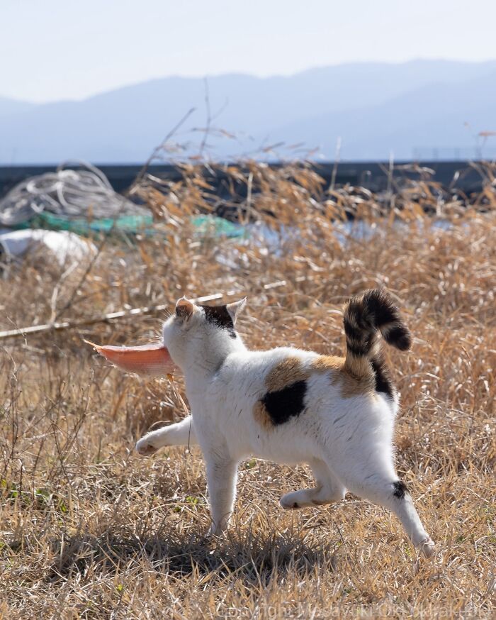 Masayuki Oki&rsquo;s 37 Latest Street Cat Photos Perfectly Capture The Chaos Of Feline Life