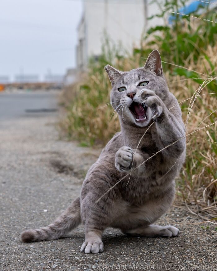 Masayuki Oki&rsquo;s 37 Latest Street Cat Photos Perfectly Capture The Chaos Of Feline Life