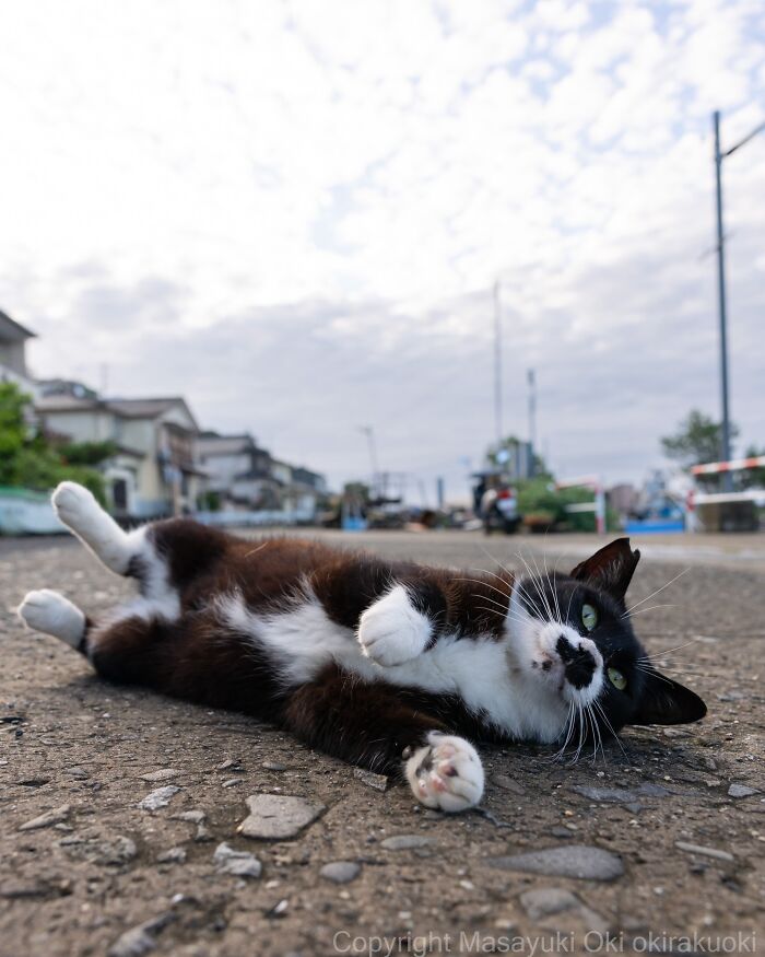 Masayuki Oki&rsquo;s 37 Latest Street Cat Photos Perfectly Capture The Chaos Of Feline Life