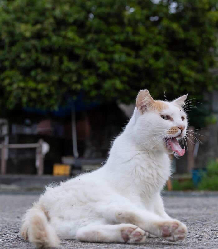 Masayuki Oki&rsquo;s 37 Latest Street Cat Photos Perfectly Capture The Chaos Of Feline Life