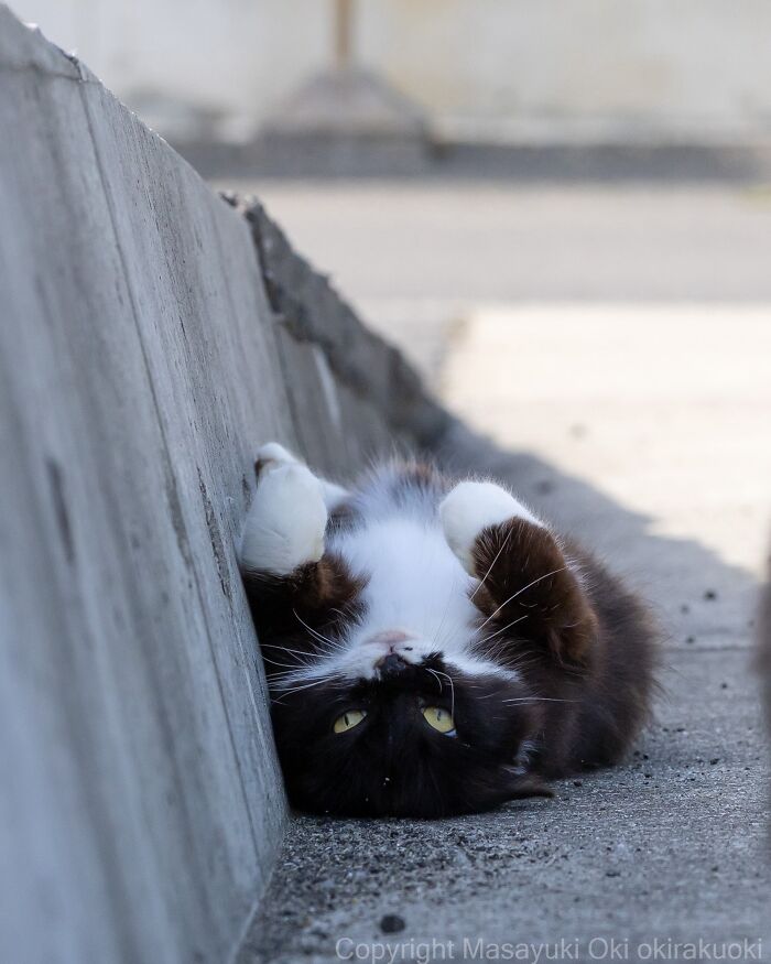 Masayuki Oki&rsquo;s 37 Latest Street Cat Photos Perfectly Capture The Chaos Of Feline Life
