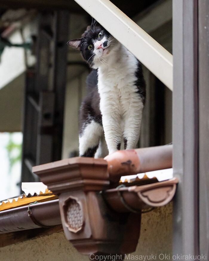 Masayuki Oki&rsquo;s 37 Latest Street Cat Photos Perfectly Capture The Chaos Of Feline Life