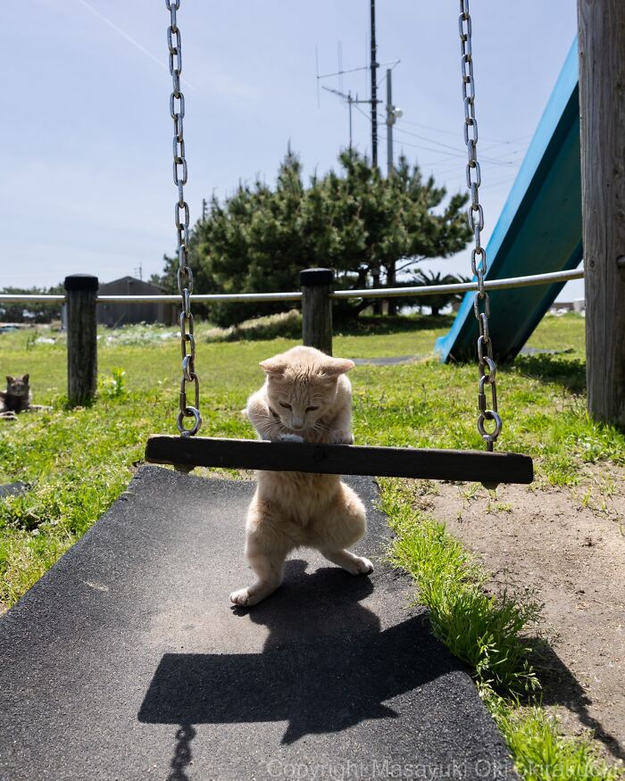Masayuki Oki&rsquo;s 37 Latest Street Cat Photos Perfectly Capture The Chaos Of Feline Life