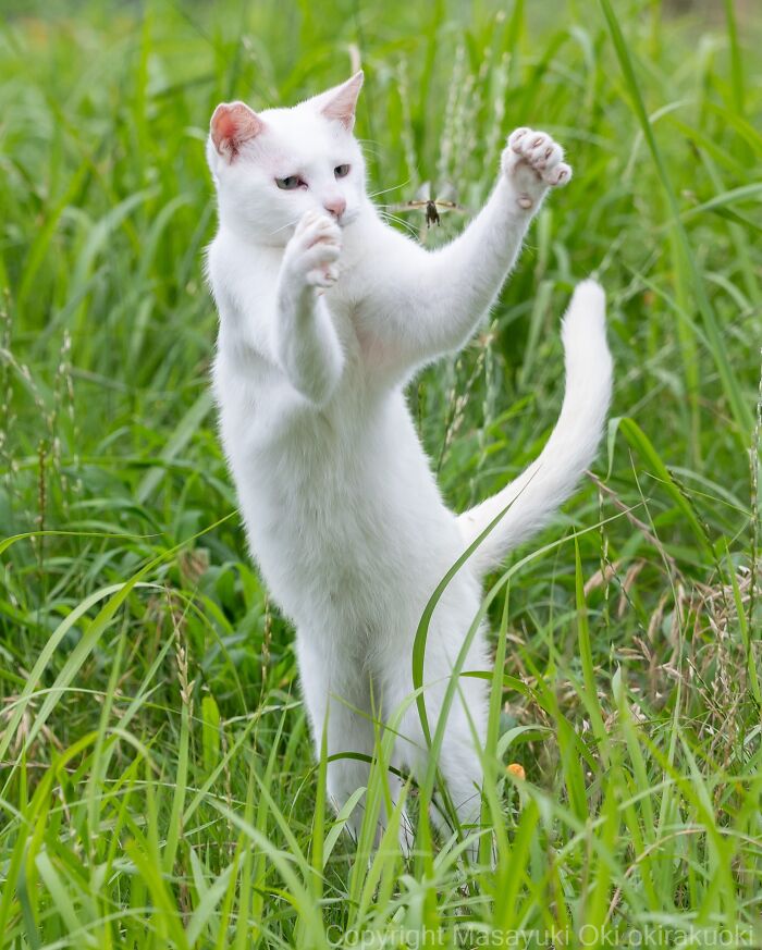 Masayuki Oki&rsquo;s 37 Latest Street Cat Photos Perfectly Capture The Chaos Of Feline Life