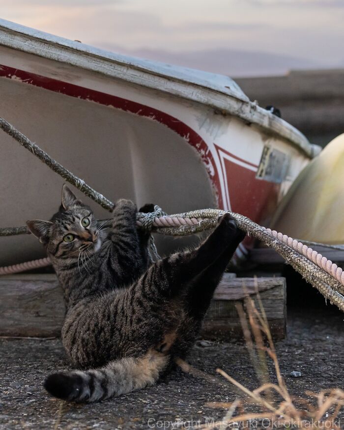 Masayuki Oki&rsquo;s 37 Latest Street Cat Photos Perfectly Capture The Chaos Of Feline Life