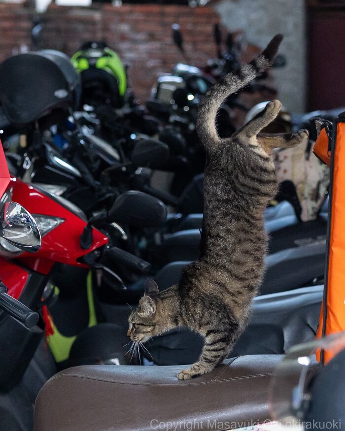 Masayuki Oki&rsquo;s 37 Latest Street Cat Photos Perfectly Capture The Chaos Of Feline Life