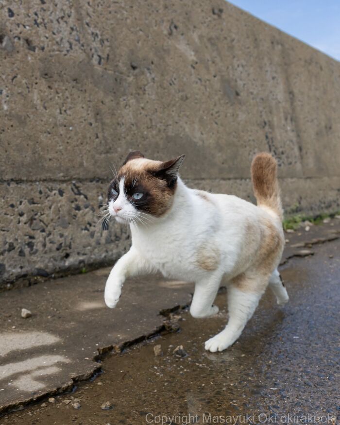 Masayuki Oki&rsquo;s 37 Latest Street Cat Photos Perfectly Capture The Chaos Of Feline Life