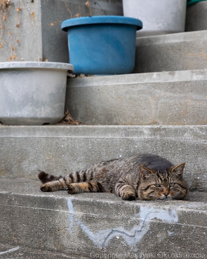 Masayuki Oki&rsquo;s 37 Latest Street Cat Photos Perfectly Capture The Chaos Of Feline Life