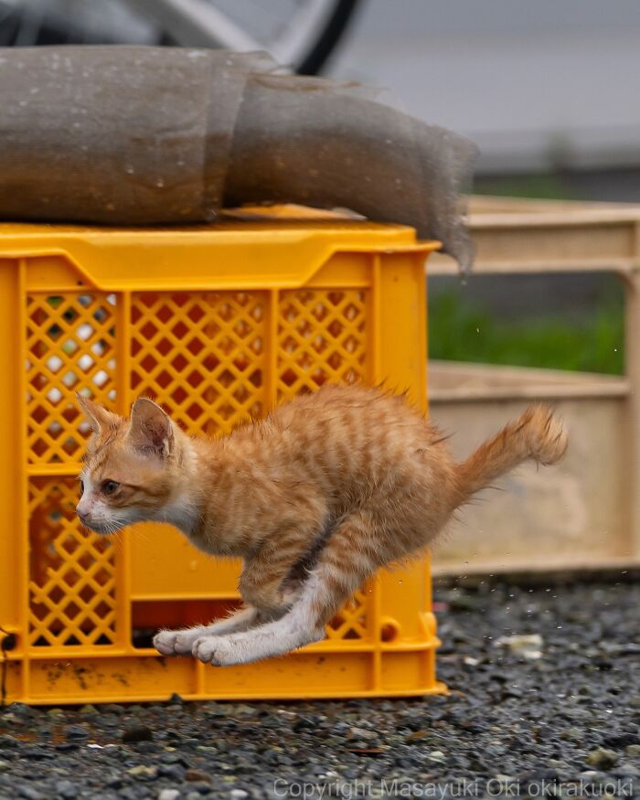 Masayuki Oki&rsquo;s 37 Latest Street Cat Photos Perfectly Capture The Chaos Of Feline Life